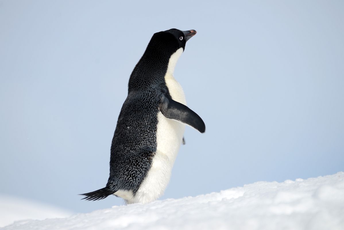 11B Adelie Penguin On Cuverville Island On Quark Expeditions Antarctica Cruise